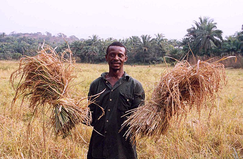 Reisbauer in Sierra Leone (c) Laura Lartigue